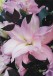 Chloé | Ramo de Flores de Liliums